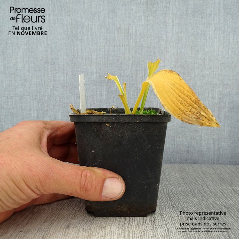 Esimerkki syksyllä toimitetusta Kuunlilja yellow splash rim 8/9 cm taimiruukku-taimesta