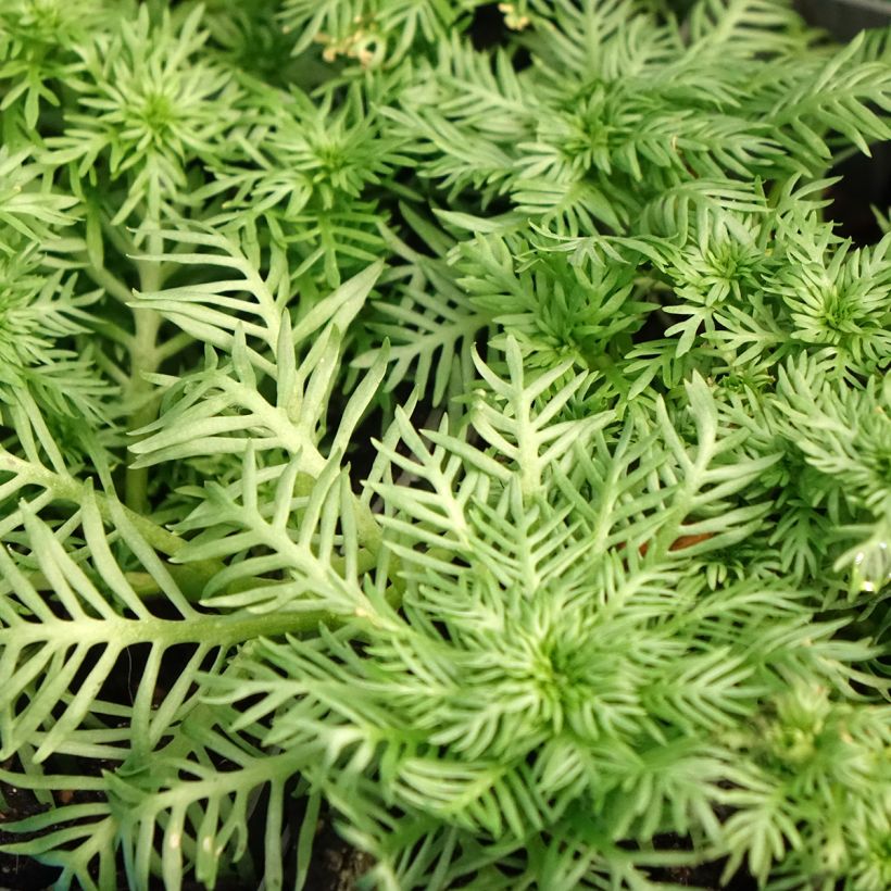 Vesisulka - Hottonia palustris (Lehvistö)