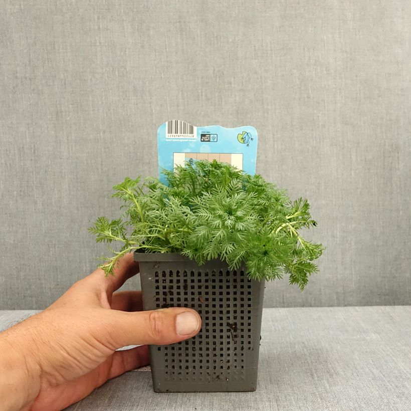 Esimerkki keväällä toimitetusta Vesisulka - Hottonia palustris 1 litran / 1,5 litran ruukku-taimesta