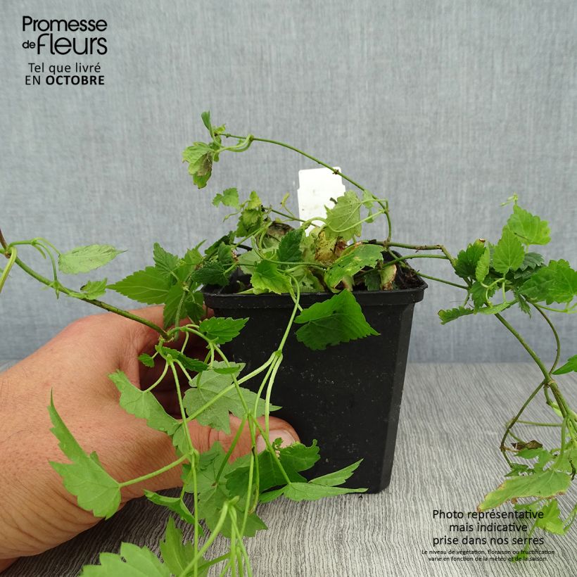 Esimerkki syksyllä toimitetusta Humala - Humulus lupulus 8/9 cm taimiruukku-taimesta
