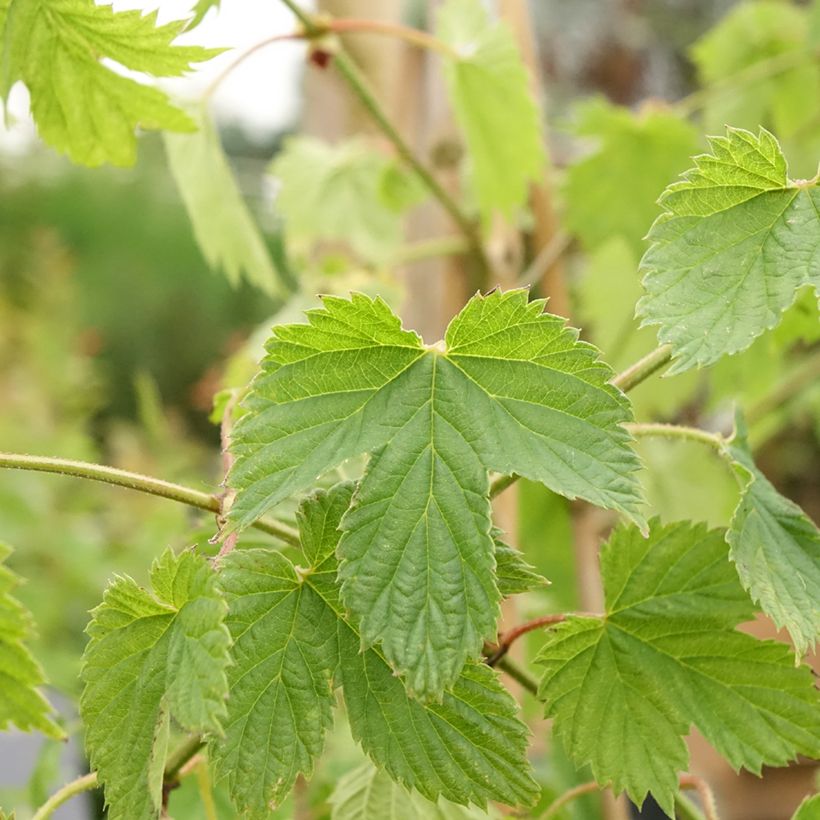 Humala Pure (Lehvistö)