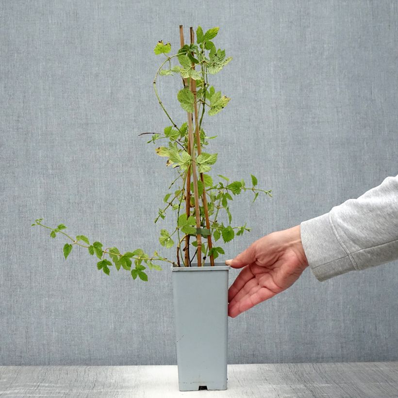 Esimerkki kesällä toimitetusta Houblon femelle Pure - Humulus lupulus Pot de 1,5L/2L-taimesta