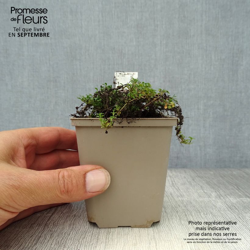 Esimerkki syksyllä toimitetusta Keijunsilmä Millard's Variety 8/9 cm taimiruukku-taimesta