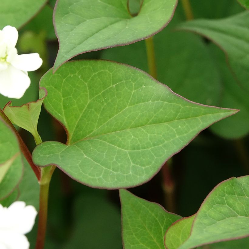 Viherkameleonttilehti - Houttuynia cordata (Lehvistö)