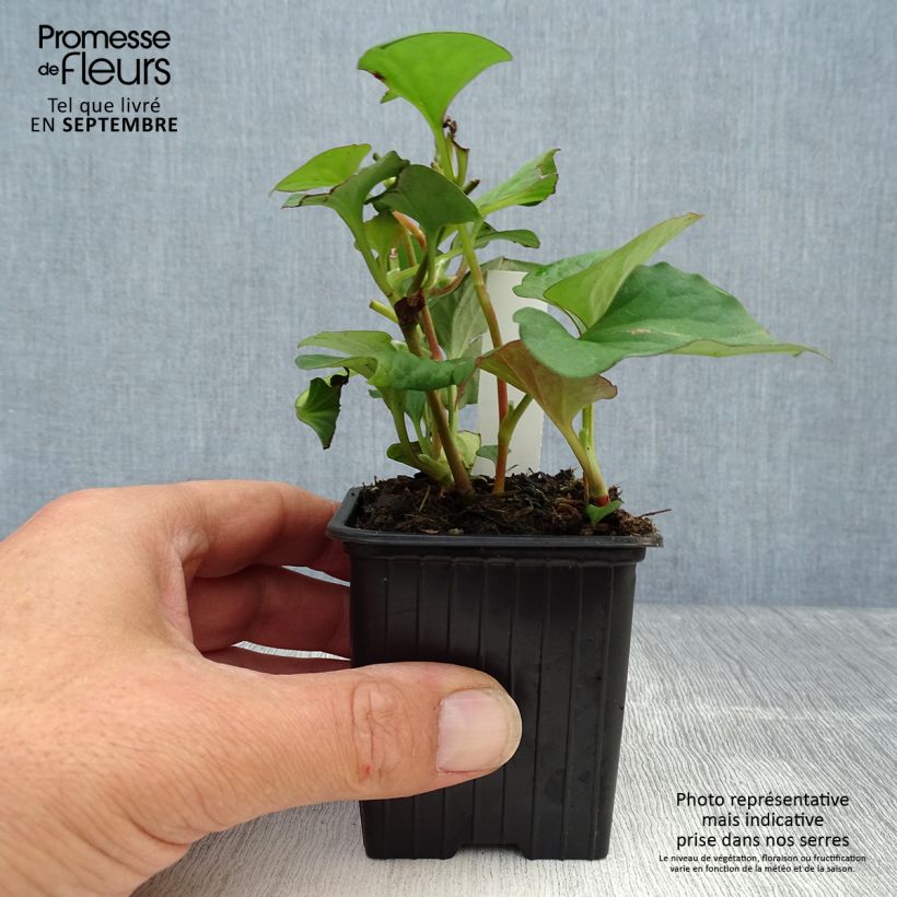 Esimerkki syksyllä toimitetusta Viherkameleonttilehti - Houttuynia cordata 8/9 cm taimiruukku-taimesta