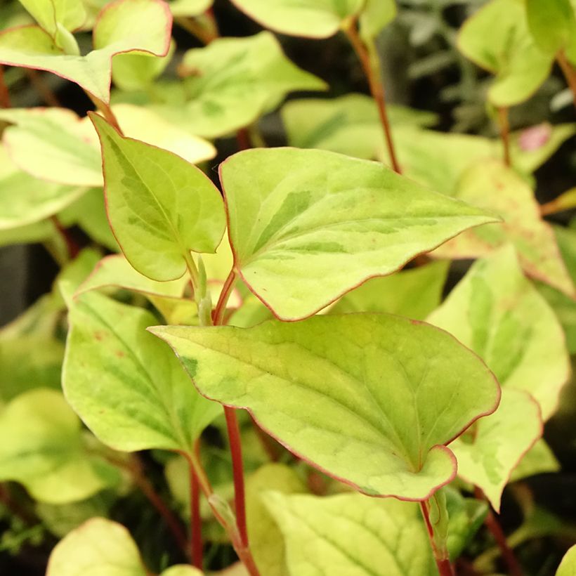 Viherkameleonttilehti - Houttuynia cordata (Lehvistö)