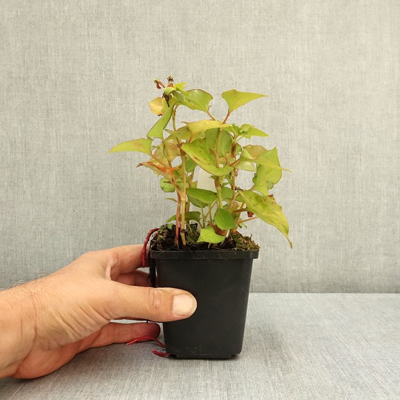 Esimerkki kesällä toimitetusta Viherkameleonttilehti Flore Pleno 8/9 cm taimiruukku-taimesta