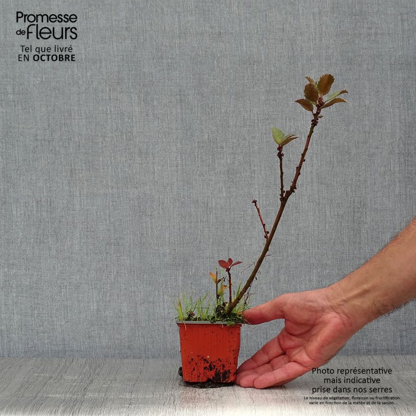 Esimerkki syksyllä toimitetusta Pihaorjanlaakeri Blue Prince 8/9 cm taimiruukku-taimesta
