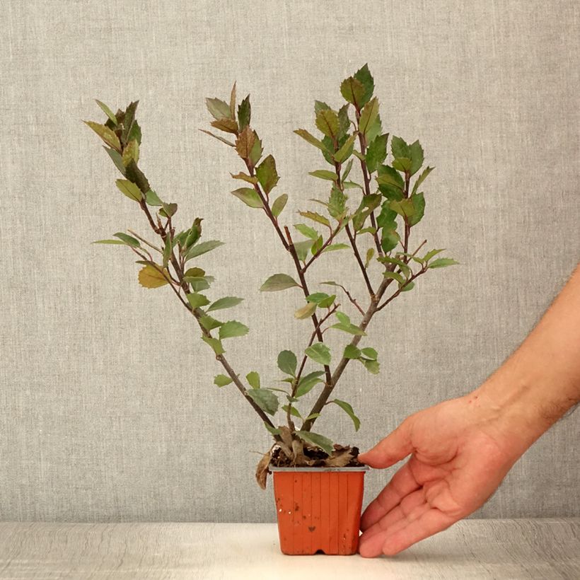 Esimerkki kesällä toimitetusta Pihaorjanlaakeri Heckenblau 8/9 cm taimiruukku-taimesta