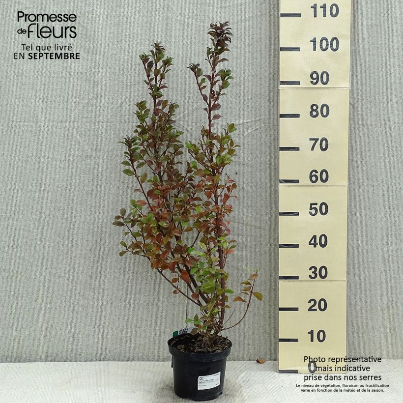 Esimerkki kesällä toimitetusta Pihaorjanlaakeri Heckenstar Pot de 2L/3L-taimesta