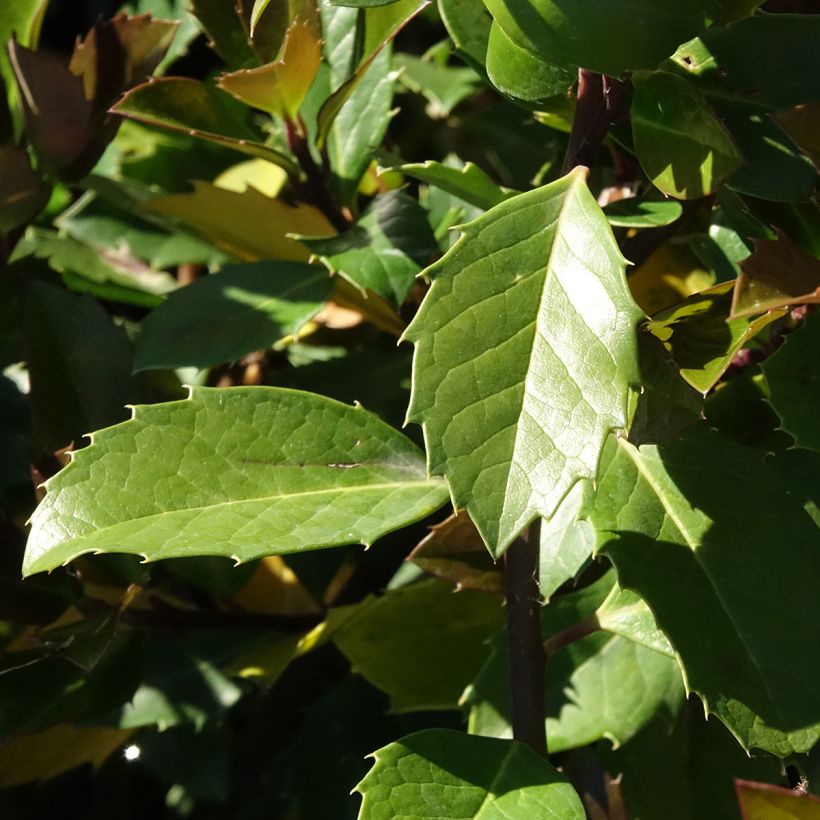 Pihaorjanlaakeri Heckenblau (Lehvistö)
