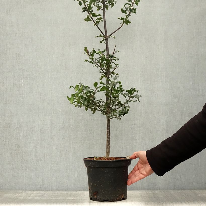 Esimerkki syksyllä toimitetusta Euroopanorjanlaakeri - Ilex aquifolium 7,5 litran / 10 litran ruukku-taimesta