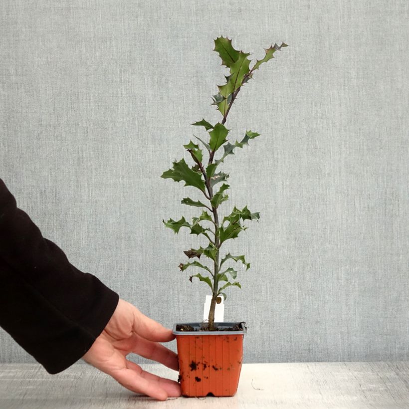 Esimerkki syksyllä toimitetusta Euroopanorjanlaakeri - Ilex aquifolium 8/9 cm taimiruukku-taimesta