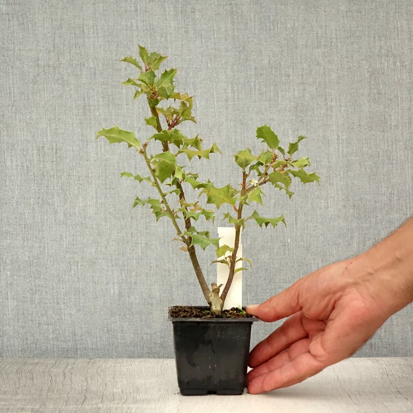Esimerkki kesällä toimitetusta Euroopanorjanlaakeri - Ilex aquifolium Godet de 8/9 cm-taimesta