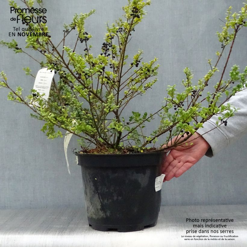 Esimerkki syksyllä toimitetusta Japaninorjanlaakeri Convexa 7,5 litran / 10 litran ruukku-taimesta
