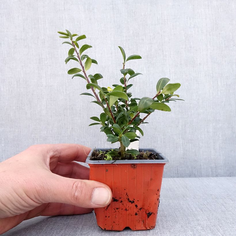 Esimerkki talvella toimitetusta Japaninorjanlaakeri Convexa 8/9 cm taimiruukku-taimesta