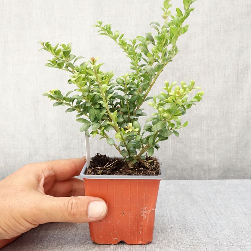 Esimerkki kesällä toimitetusta Japaninorjanlaakeri Convexa Taimiruukku 8/9 cm-taimesta