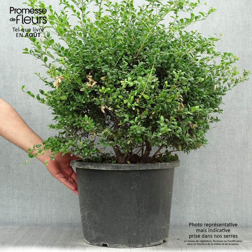 Esimerkki kesällä toimitetusta Japaninorjanlaakeri Convexa pallomuoto Pot de 7,5L/10L, Pallo-taimesta