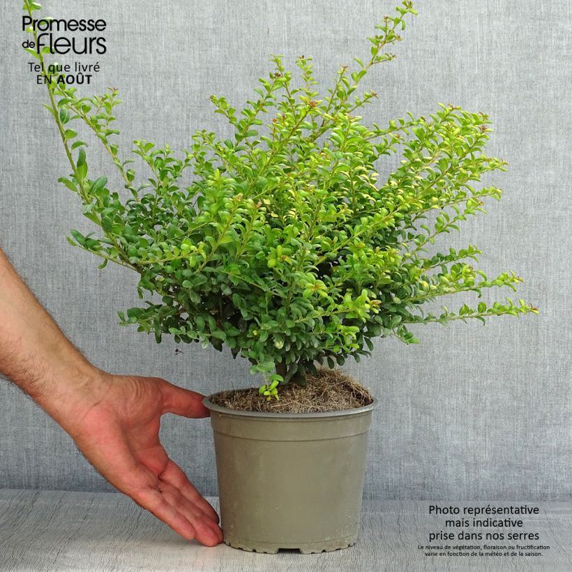 Esimerkki kesällä toimitetusta Japaninorjanlaakeri Convexed Gold Pot de 12 cm / 13 cm-taimesta
