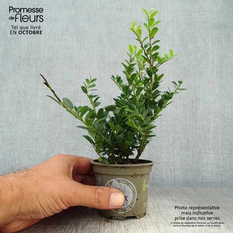 Esimerkki syksyllä toimitetusta Japaninorjanlaakeri Dark Green 8/9 cm taimiruukku-taimesta