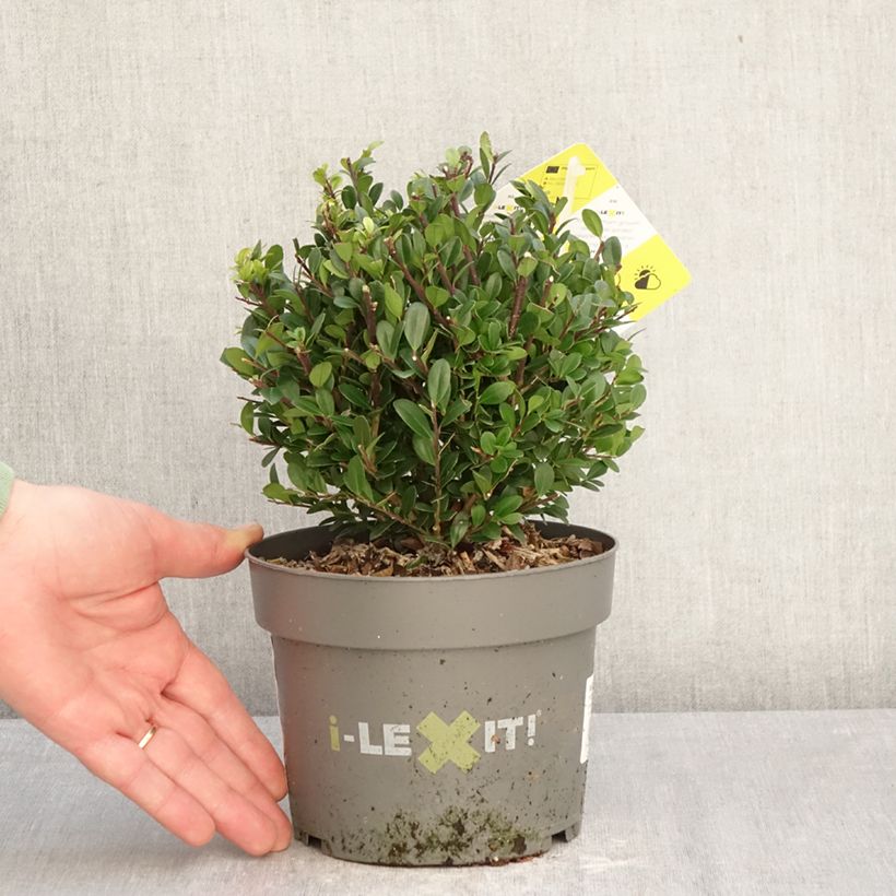 Esimerkki talvella toimitetusta Japaninorjanlaakeri Dark Green Ruukku 2L / 3L, Pallo-taimesta