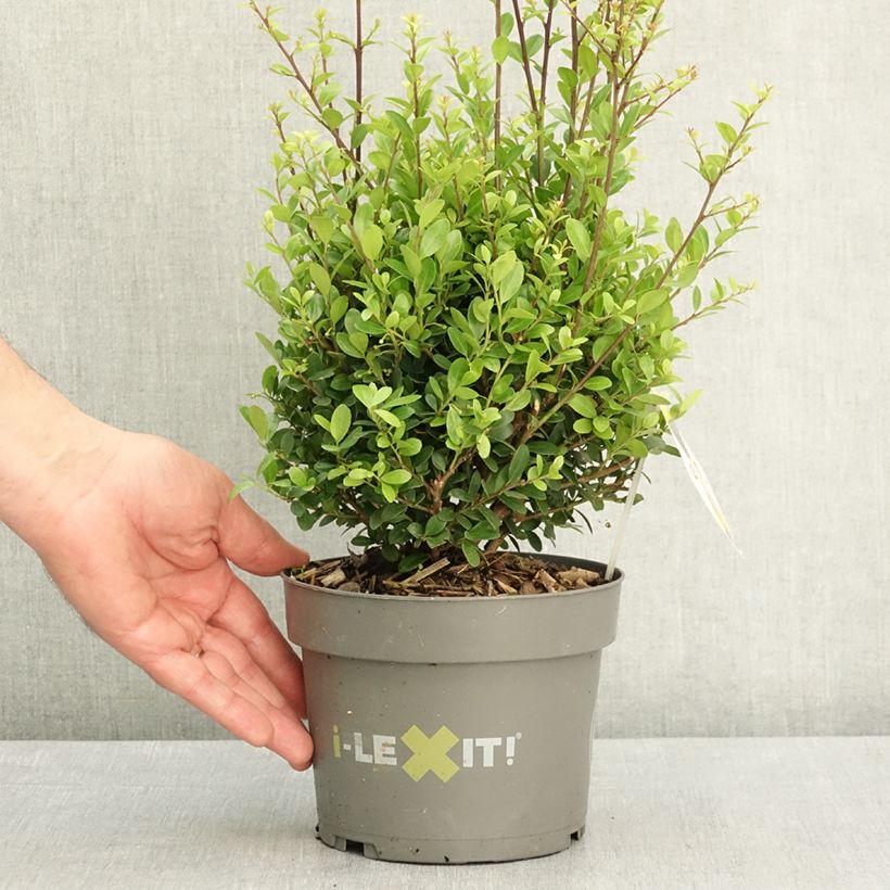 Esimerkki keväällä toimitetusta Japaninorjanlaakeri Dark Green Ruukku 2L / 3L, Pallo-taimesta