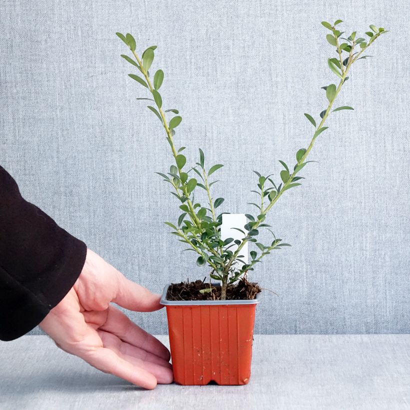 Esimerkki talvella toimitetusta Japaninorjanlaakeri Glory Gem 8/9 cm taimiruukku-taimesta