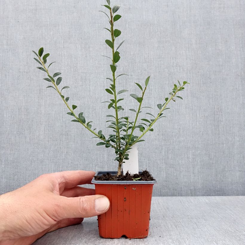 Esimerkki keväällä toimitetusta Japaninorjanlaakeri Glory Gem Godet de 8/9 cm-taimesta