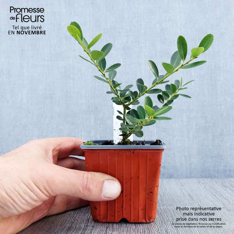 Esimerkki syksyllä toimitetusta Japaninorjanlaakeri Green Hedge 8/9 cm taimiruukku-taimesta