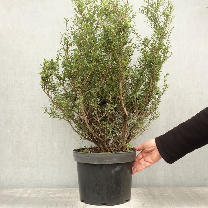 Esimerkki syksyllä toimitetusta Houx crénelé - Ilex crenata Green Hedge Pot de 7,5L/10L-taimesta