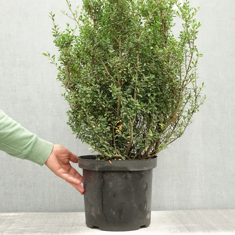 Esimerkki kesällä toimitetusta Japaninorjanlaakeri Green Hedge Ruukku 7,5L / 10L-taimesta