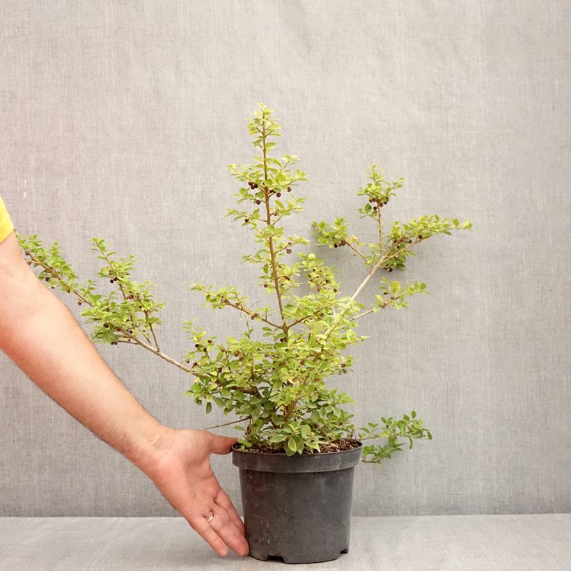 Esimerkki kesällä toimitetusta Japaninorjanlaakeri Green Lustre Pot de 2L/3L-taimesta