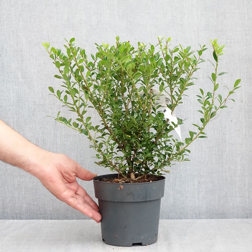 Esimerkki syksyllä toimitetusta Japaninorjanlaakeri Luxus Hedge 2 litran/3 litran ruukku-taimesta