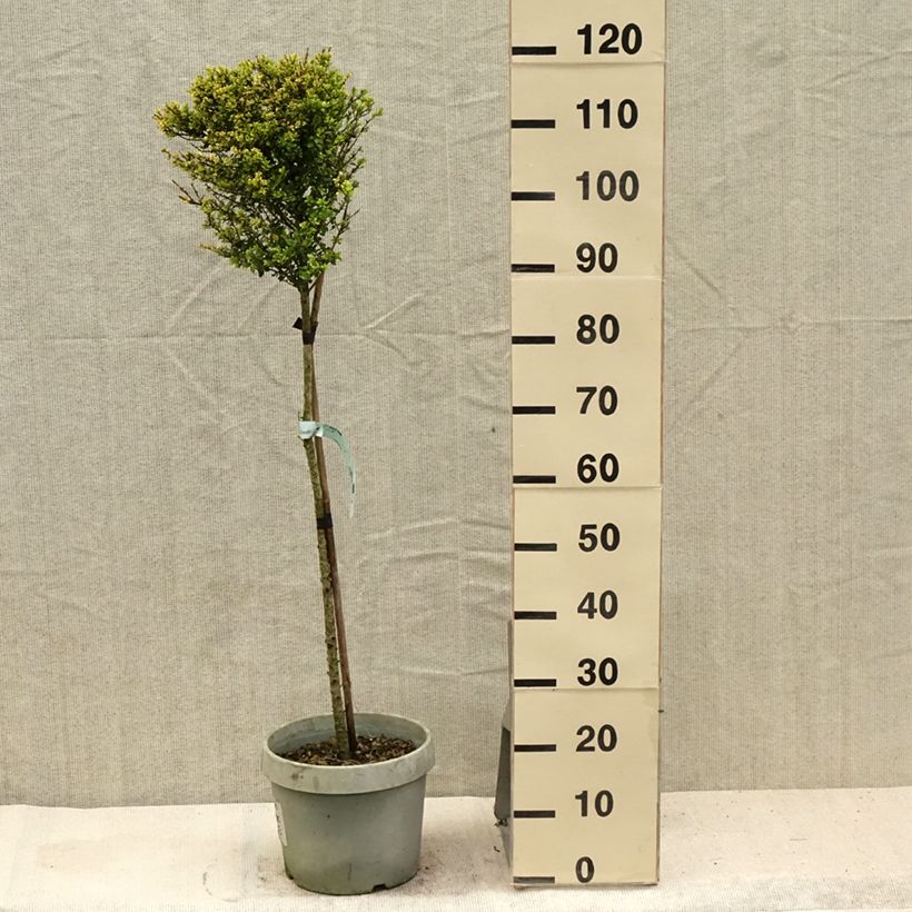 Esimerkki kesällä toimitetusta Japaninorjanlaakeri Kinme Pot de 7,5L/10L, 1/4 de tige-taimesta