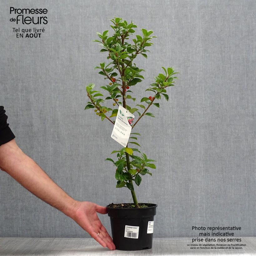 Esimerkki kesällä toimitetusta Pihaorjanlaakeri Heckenfee Pot de 2L/3L-taimesta