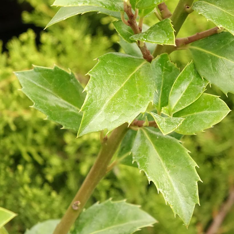 Pihaorjanlaakeri Heckenfee (Lehvistö)