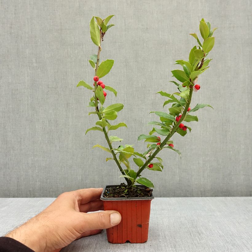 Esimerkki kesällä toimitetusta Pihaorjanlaakeri Mesid 8/9 cm taimiruukku-taimesta