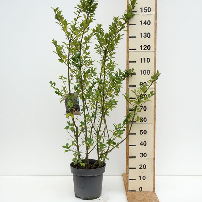 Esimerkki kesällä toimitetusta Pihaorjanlaakeri Mesid Pot de 12L/15L-taimesta