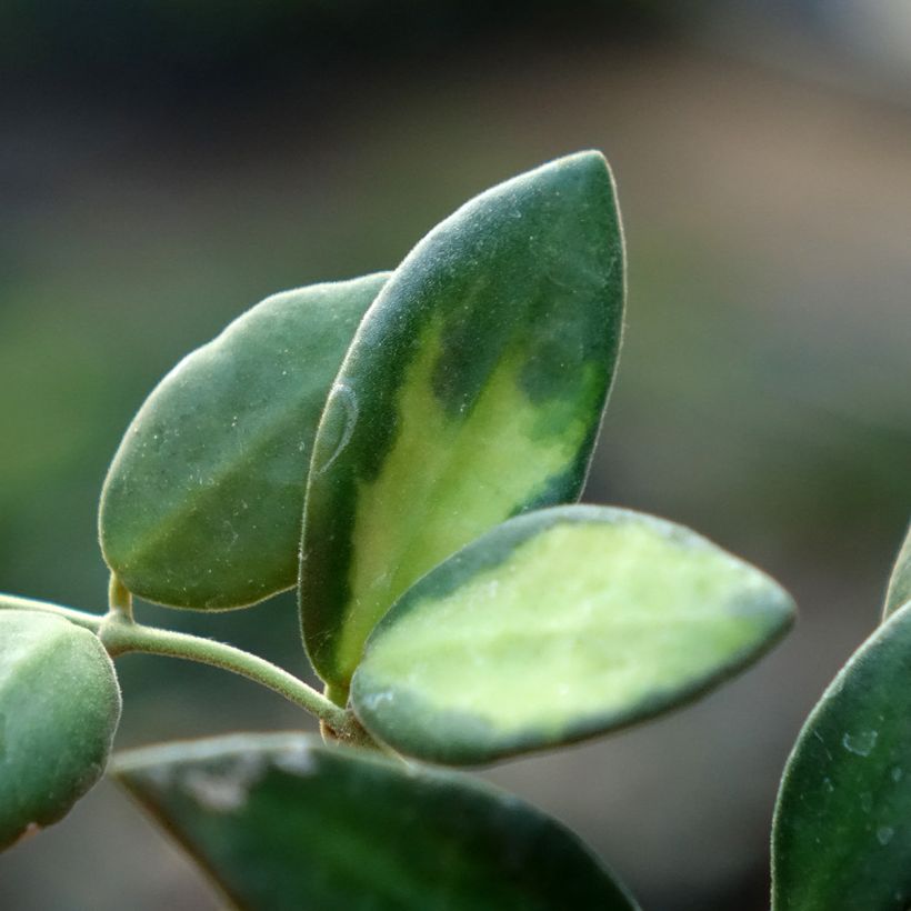 Posliinikukka Variegata (Lehvistö)