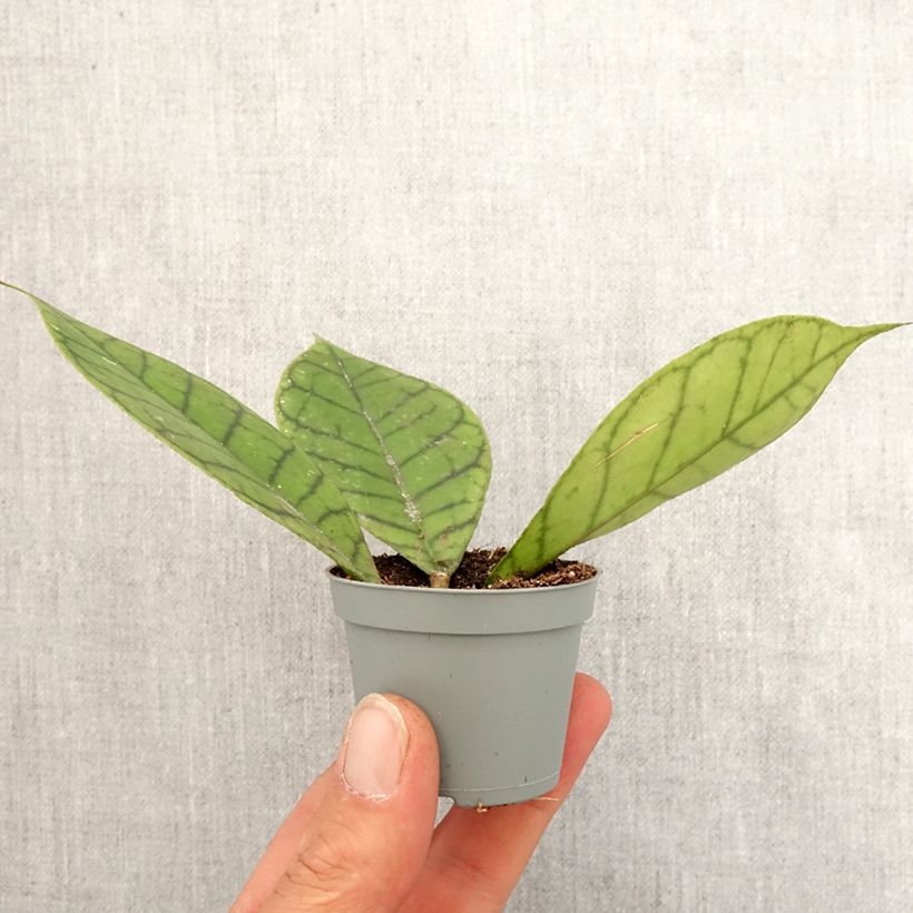Esimerkki keväällä toimitetusta Posliinikukka - Hoya callistophylla Minikasvi-taimesta