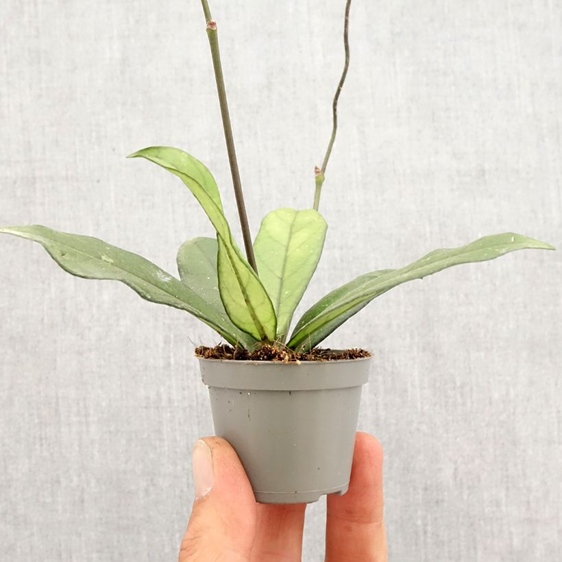 Esimerkki keväällä toimitetusta Posliinikukka - Hoya crassipetiolata Minikasvi-taimesta