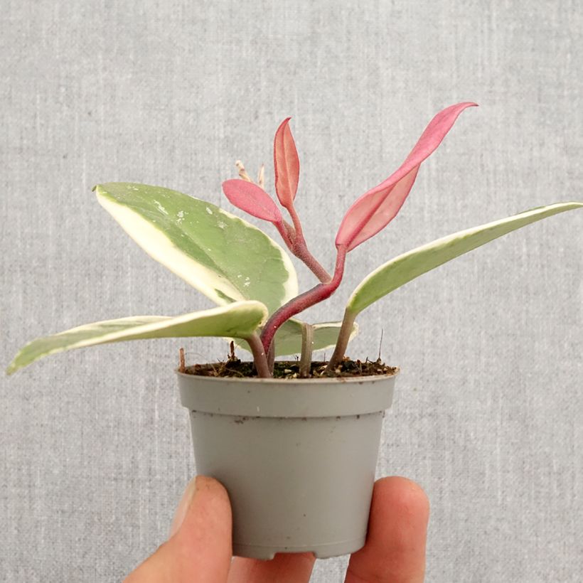 Esimerkki keväällä toimitetusta Vahakukka Flamingo Dream Minikasvi-taimesta