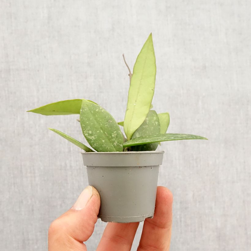 Esimerkki keväällä toimitetusta Posliinikukka - Hoya gracilis Minikasvi-taimesta