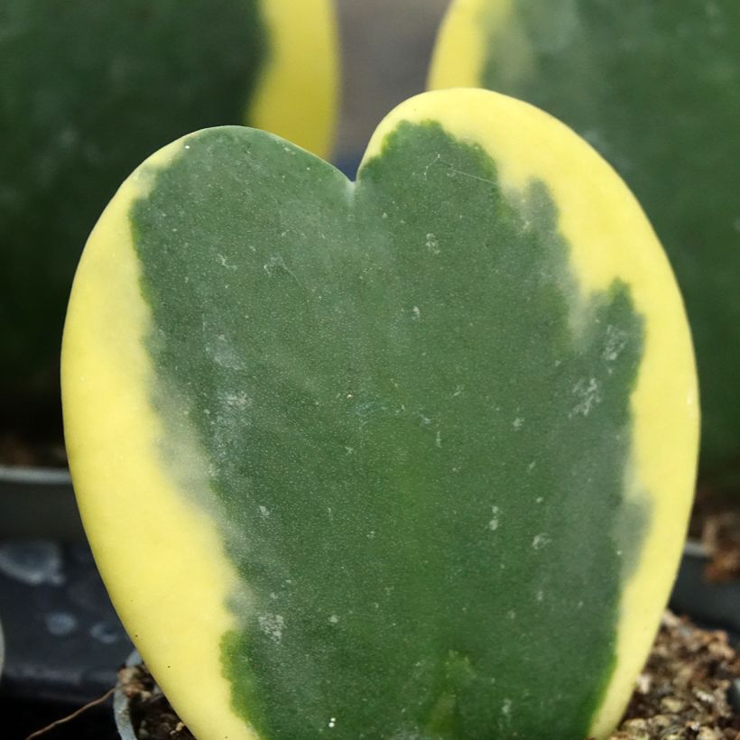 Herttaposliinikukka Variegata (Lehvistö)