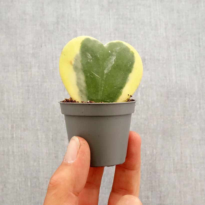 Esimerkki keväällä toimitetusta Herttaposliinikukka Variegata Minikasvi-taimesta