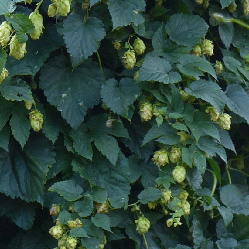 Humala - Humulus lupulus (Lehvistö)