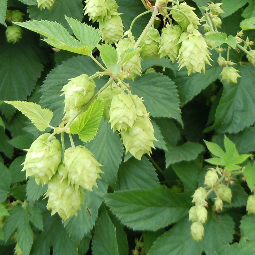 Humala - Humulus lupulus (Kukinta)