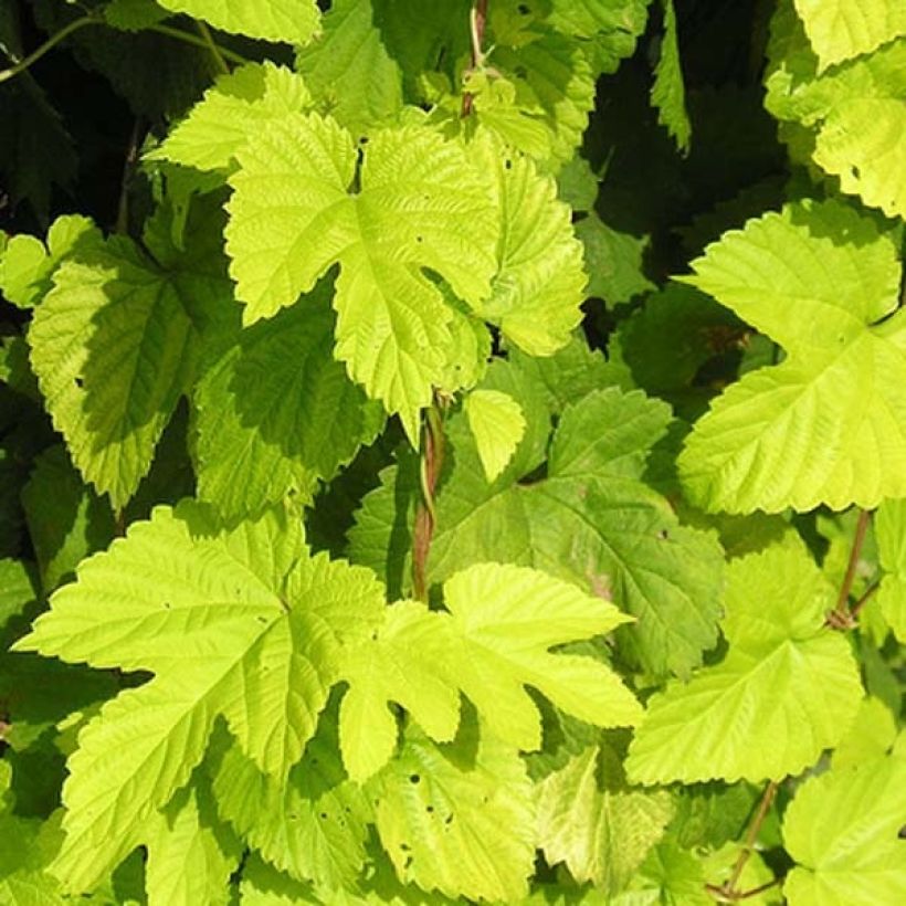 Humala Aureus (Lehvistö)