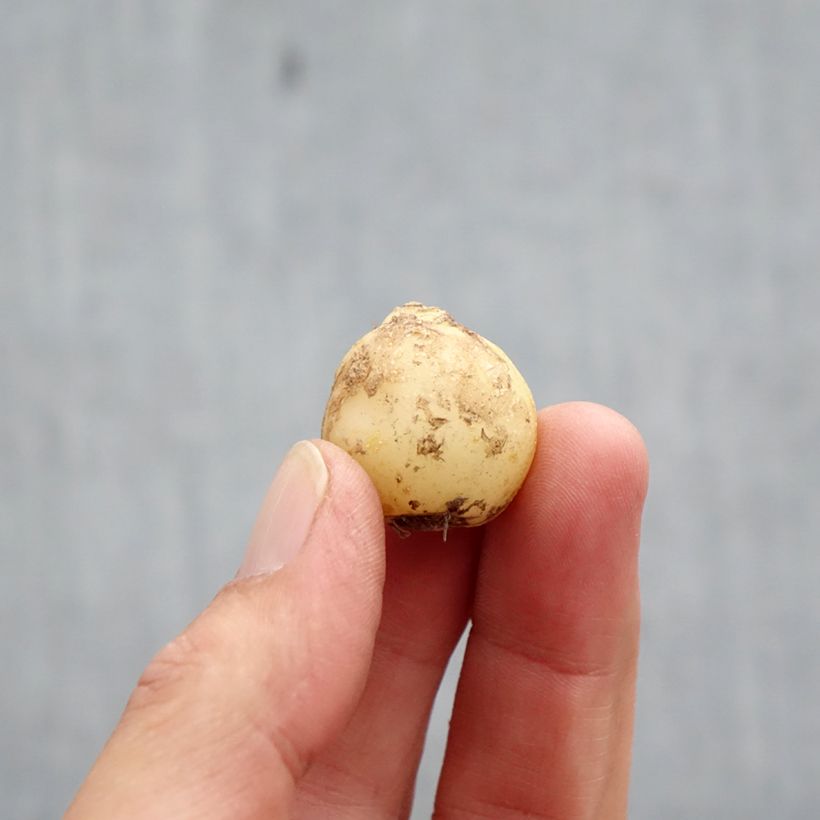 Esimerkki syksyllä toimitetusta Englanninsinililja Alba Bulbe size 7+-taimesta