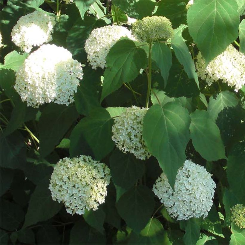 Pallohortensia Annabelle (Kukinta)